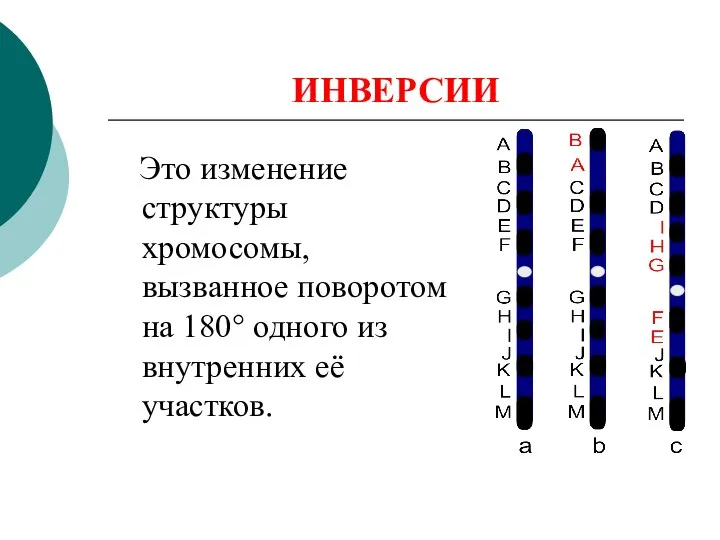 ИНВЕРСИИ Это изменение структуры хромосомы, вызванное поворотом на 180° одного из внутренних её участков.