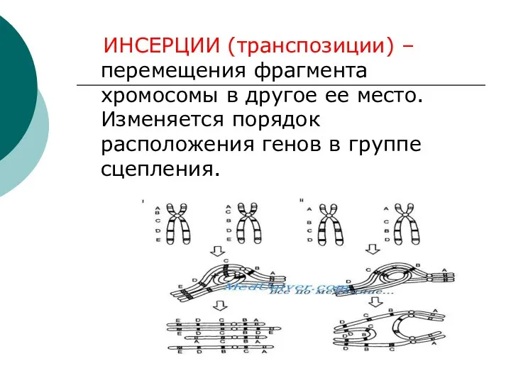 ИНСЕРЦИИ (транспозиции) – перемещения фрагмента хромосомы в другое ее место. Изменяется