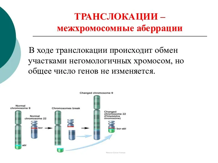 ТРАНСЛОКАЦИИ – межхромосомные аберрации В ходе транслокации происходит обмен участками негомологичных