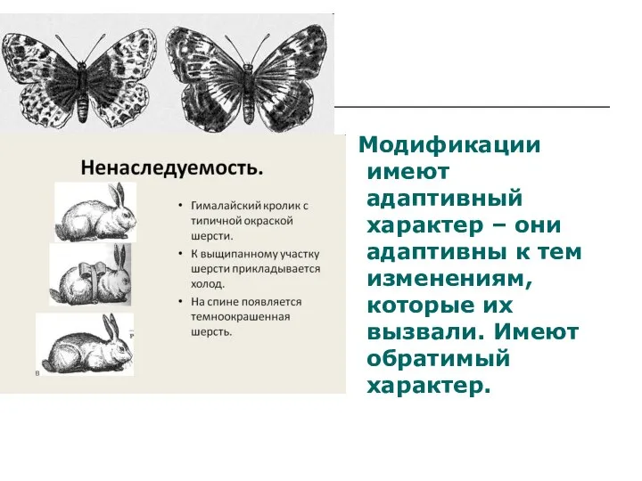 Модификации имеют адаптивный характер – они адаптивны к тем изменениям, которые их вызвали. Имеют обратимый характер.