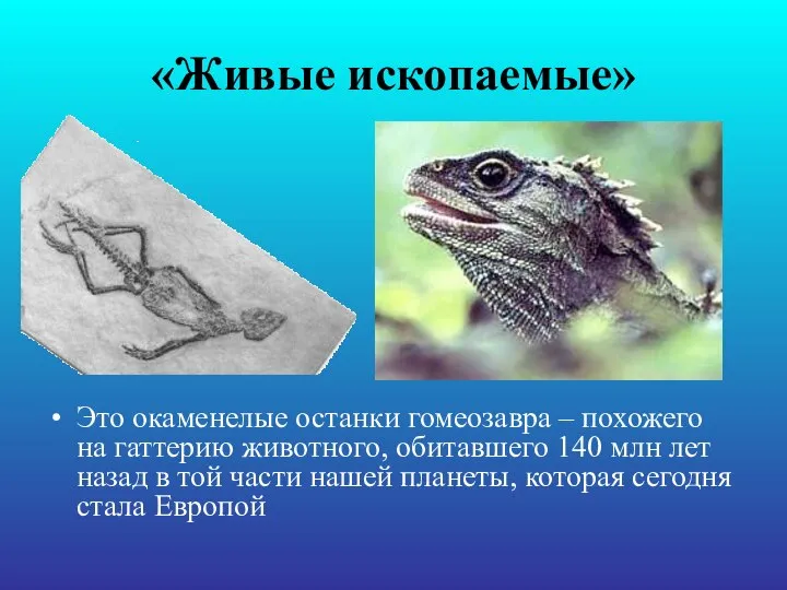 «Живые ископаемые» Это окаменелые останки гомеозавра – похожего на гаттерию животного,