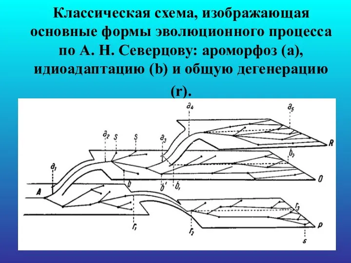 Классическая схема, изображающая основные формы эволюционного процесса по А. Н. Северцову: