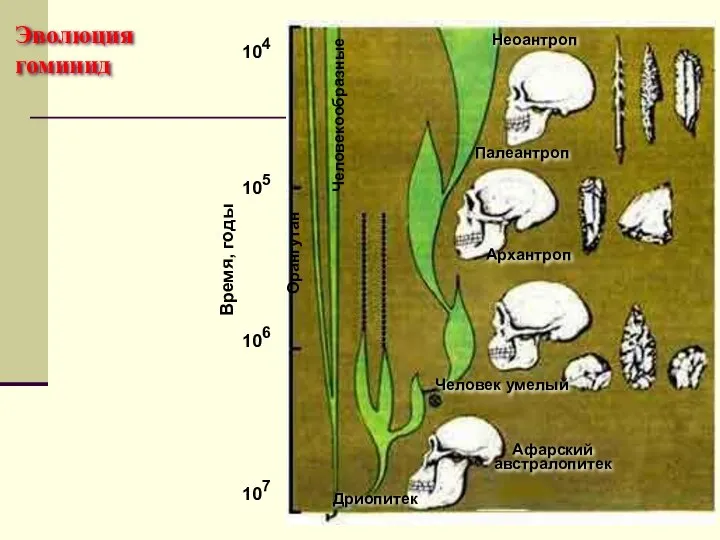 Эволюция гоминид 107 106 105 104 Время, годы Дриопитек Человек умелый