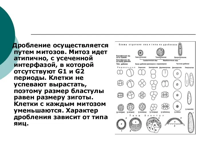 Дробление осуществляется путем митозов. Митоз идет атипично, с усеченной интерфазой, в