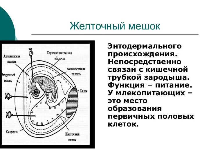 Желточный мешок Энтодермального происхождения. Непосредственно связан с кишечной трубкой зародыша. Функция