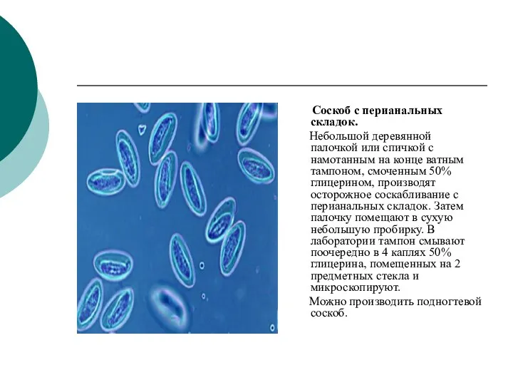 Соскоб с перианальных складок. Небольшой деревянной палочкой или спичкой с намотанным