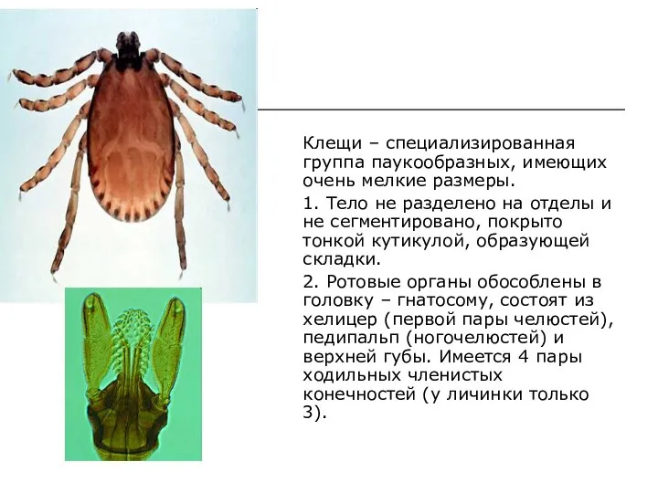 Клещи – специализированная группа паукообразных, имеющих очень мелкие размеры. 1. Тело