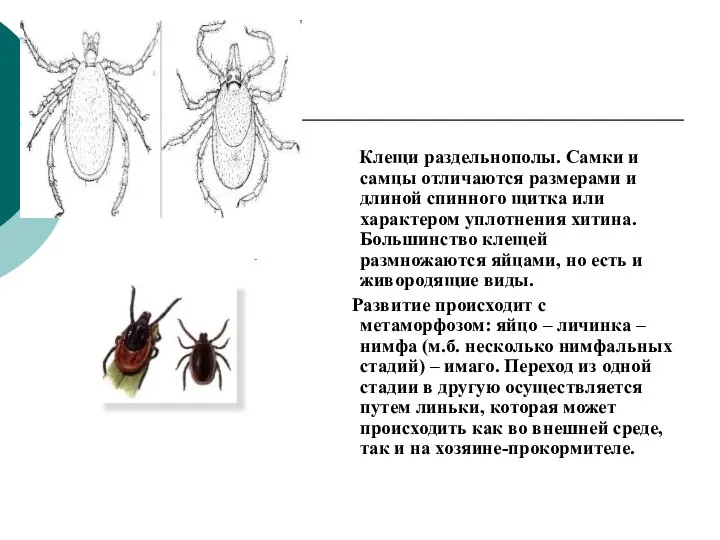 Клещи раздельнополы. Самки и самцы отличаются размерами и длиной спинного щитка