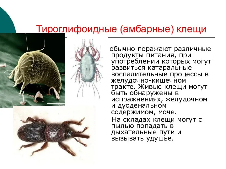 Тироглифоидные (амбарные) клещи обычно поражают различные продукты питания, при употреблении которых