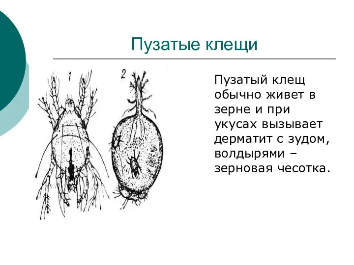 Пузатые клещи Пузатый клещ обычно живет в зерне и при укусах