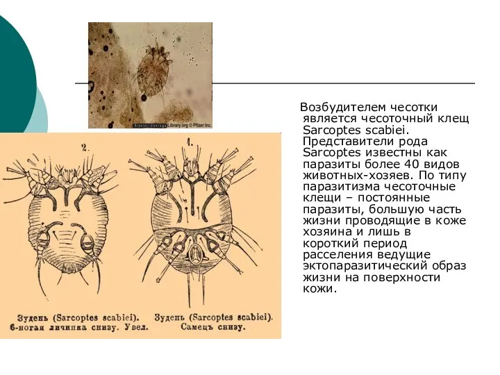 Возбудителем чесотки является чесоточный клещ Sarcoptes scabiei. Представители рода Sarcoptes известны