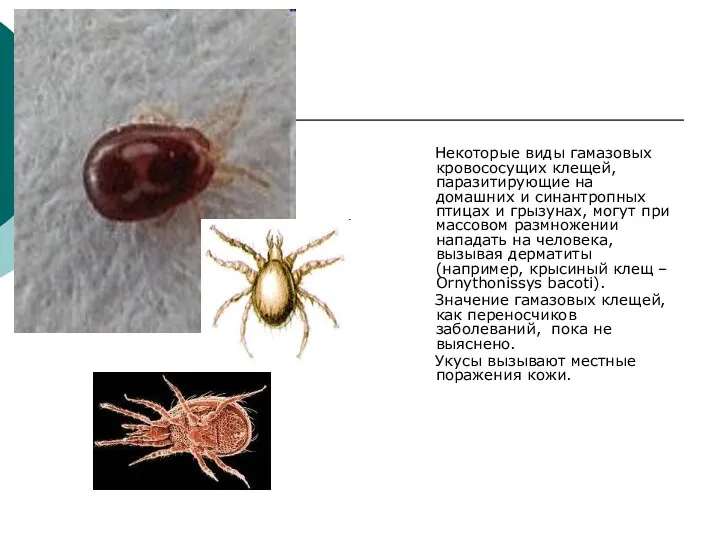 Некоторые виды гамазовых кровососущих клещей, паразитирующие на домашних и синантропных птицах