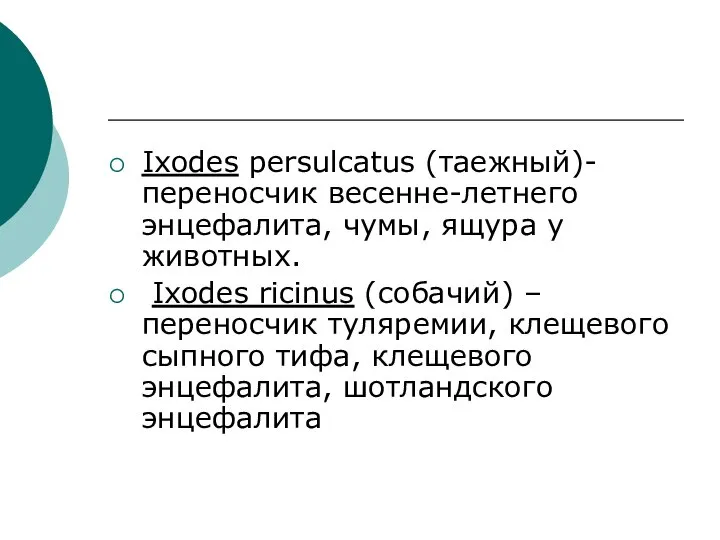 Ixodes persulcatus (таежный)- переносчик весенне-летнего энцефалита, чумы, ящура у животных. Ixodes