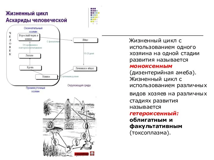 Жизненный цикл с использованием одного хозяина на одной стадии развития называется