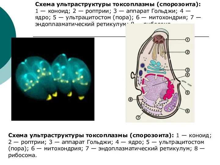 Схема ультраструктуры токсоплазмы (спорозоита): 1 — коноид; 2 — роптрии; 3