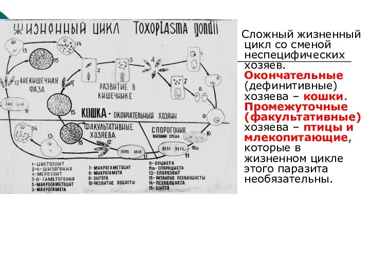 Сложный жизненный цикл со сменой неспецифических хозяев. Окончательные (дефинитивные) хозяева –