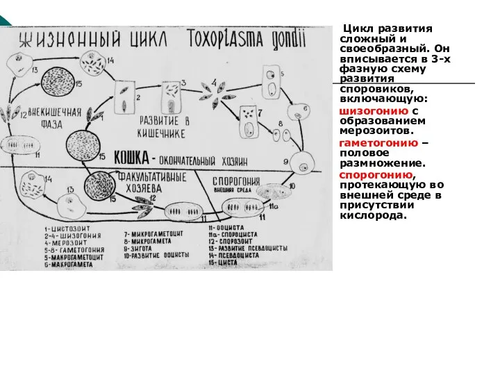 Цикл развития сложный и своеобразный. Он вписывается в 3-х фазную схему