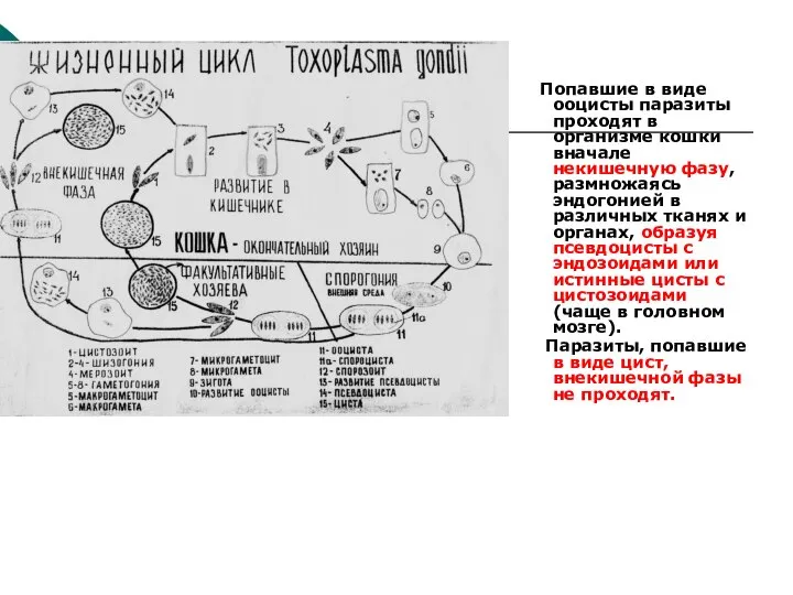 Попавшие в виде ооцисты паразиты проходят в организме кошки вначале некишечную
