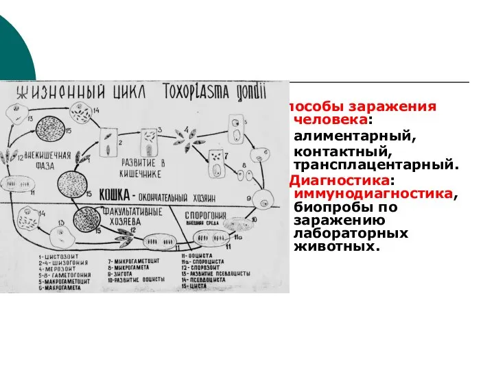 Способы заражения человека: алиментарный, контактный, трансплацентарный. Диагностика: иммунодиагностика, биопробы по заражению лабораторных животных.