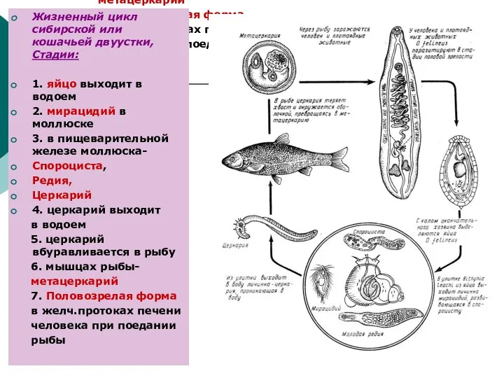 Жизненный цикл сибирской или кошачьей двуустки, Стадии: 1. яйцо выходит в