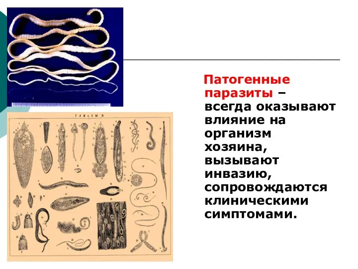 Патогенные паразиты – всегда оказывают влияние на организм хозяина, вызывают инвазию, сопровождаются клиническими симптомами.