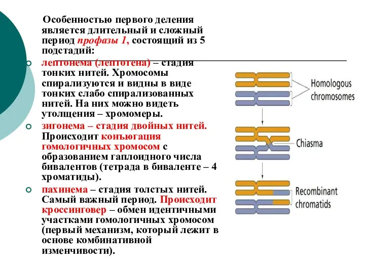 Особенностью первого деления является длительный и сложный период профазы 1, состоящий