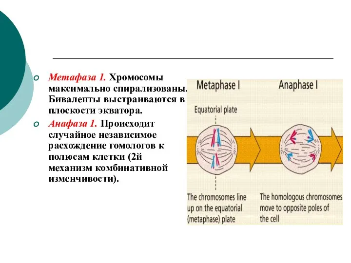 Метафаза 1. Хромосомы максимально спирализованы. Биваленты выстраиваются в плоскости экватора. Анафаза