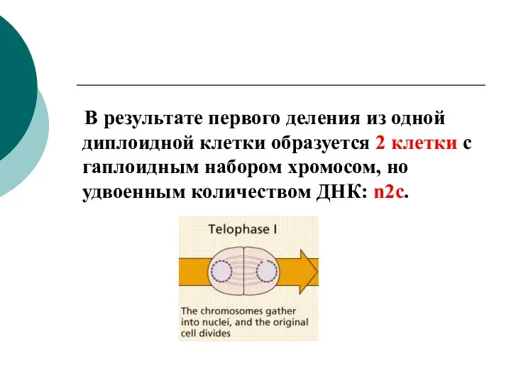 В результате первого деления из одной диплоидной клетки образуется 2 клетки