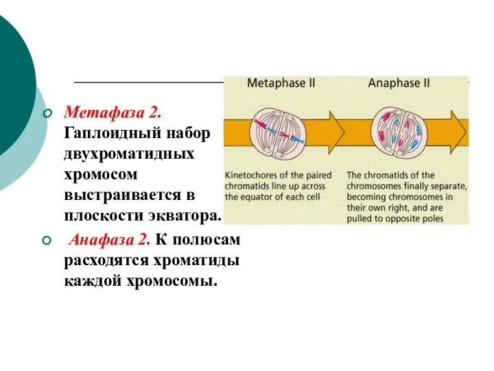 Метафаза 2. Гаплоидный набор двухроматидных хромосом выстраивается в плоскости экватора. Анафаза