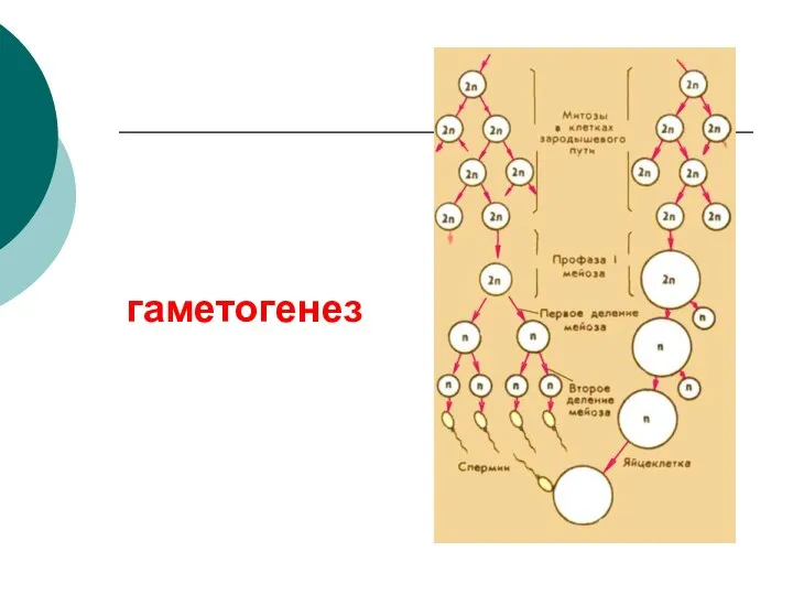 гаметогенез