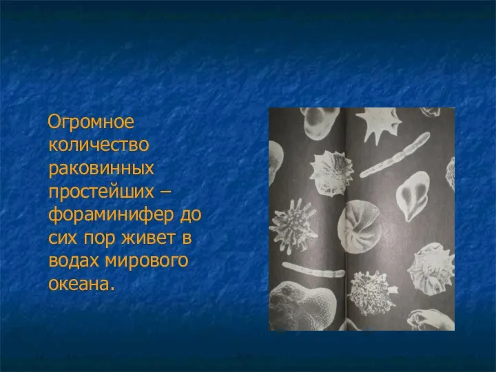 Огромное количество раковинных простейших – фораминифер до сих пор живет в водах мирового океана.