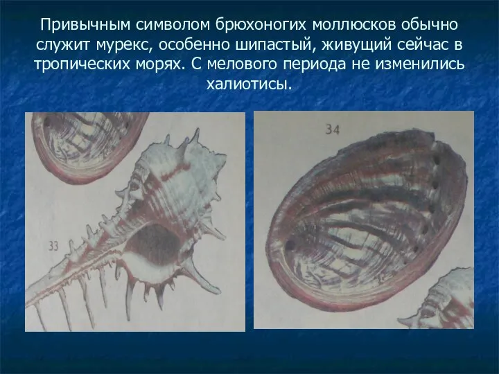 Привычным символом брюхоногих моллюсков обычно служит мурекс, особенно шипастый, живущий сейчас