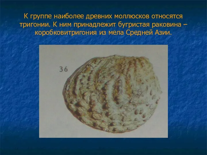 К группе наиболее древних моллюсков относятся тригонии. К ним принадлежит бугристая