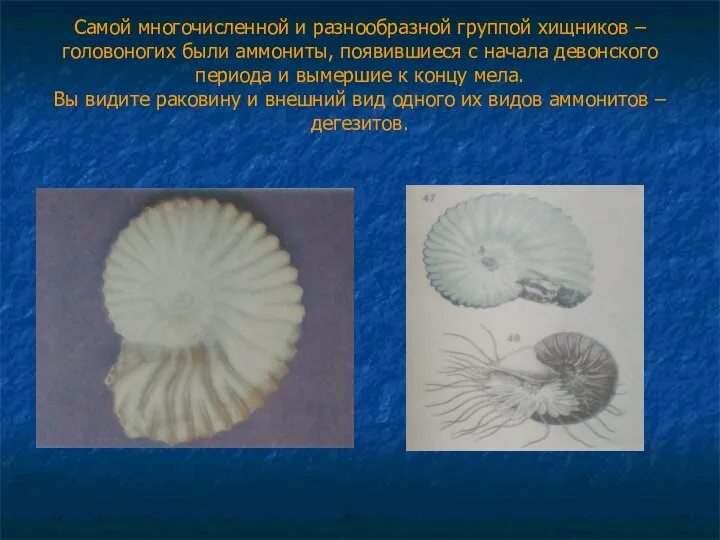 Самой многочисленной и разнообразной группой хищников – головоногих были аммониты, появившиеся