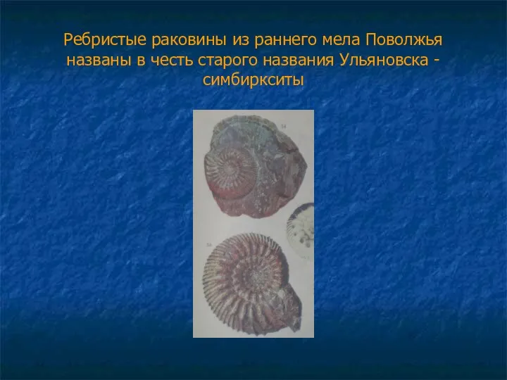 Ребристые раковины из раннего мела Поволжья названы в честь старого названия Ульяновска - симбиркситы