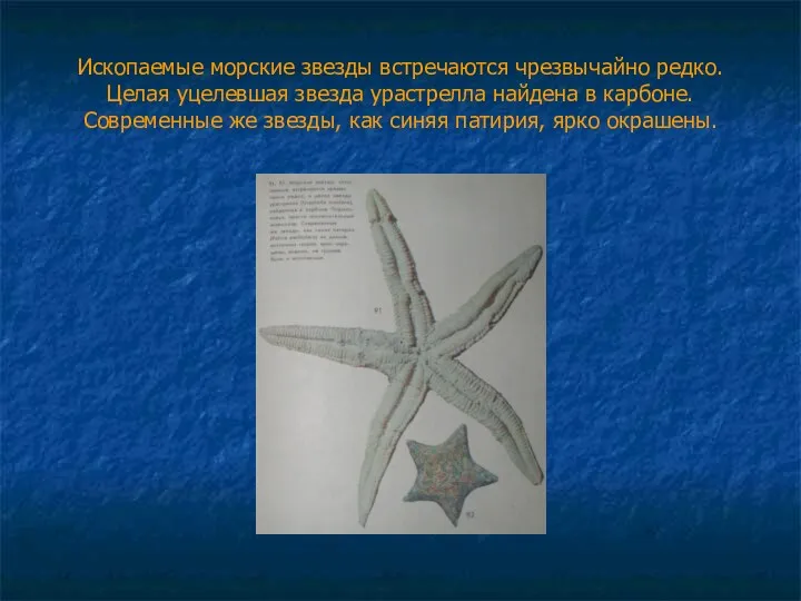 Ископаемые морские звезды встречаются чрезвычайно редко. Целая уцелевшая звезда урастрелла найдена