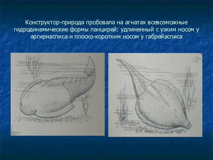 Конструктор-природа пробовала на агнатах всевозможные гидродинамические формы панцирей: удлиненный с узким