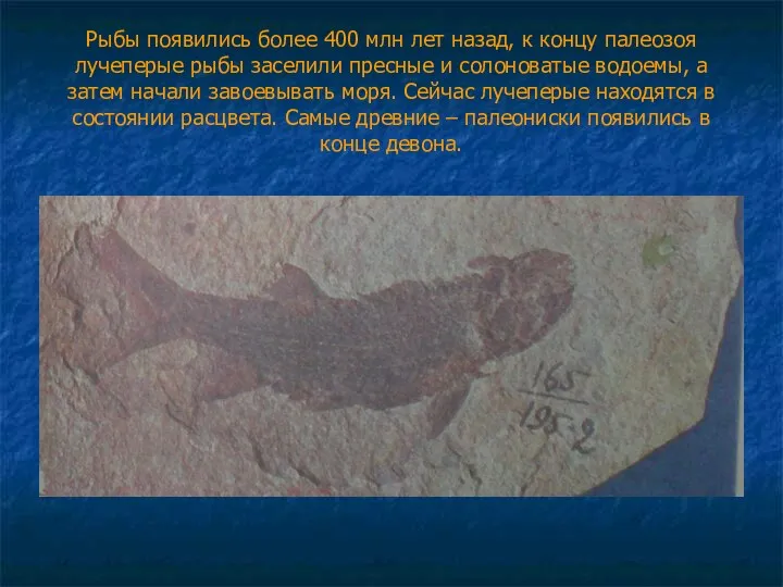 Рыбы появились более 400 млн лет назад, к концу палеозоя лучеперые