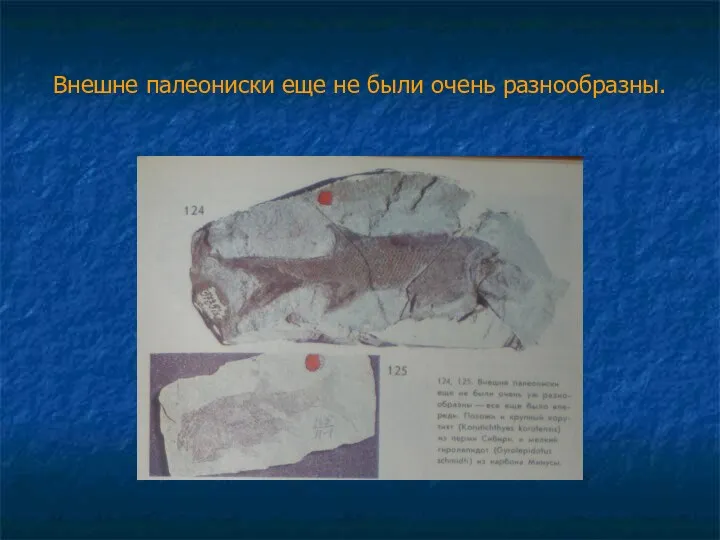 Внешне палеониски еще не были очень разнообразны.