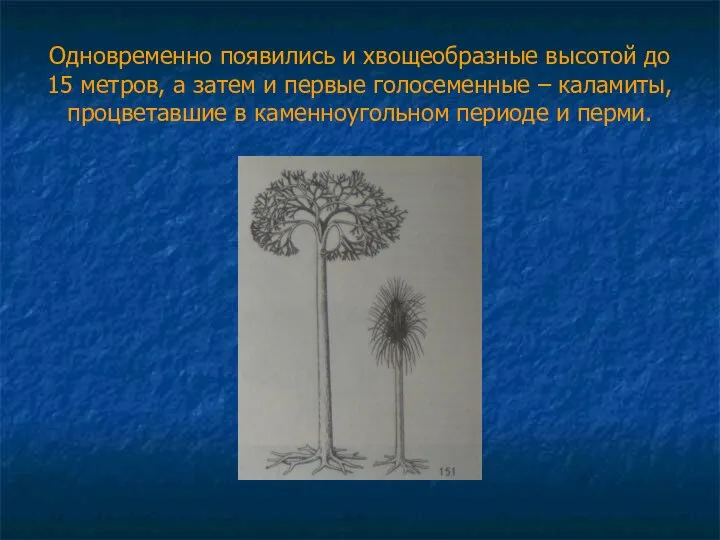 Одновременно появились и хвощеобразные высотой до 15 метров, а затем и