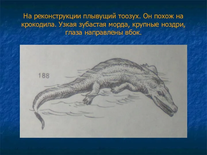 На реконструкции плывущий тоозух. Он похож на крокодила. Узкая зубастая морда, крупные ноздри, глаза направлены вбок.
