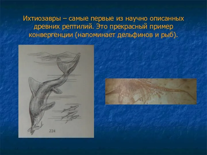 Ихтиозавры – самые первые из научно описанных древних рептилий. Это прекрасный