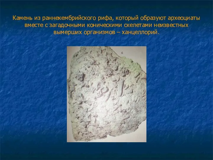 Камень из раннекембрийского рифа, который образуют археоциаты вместе с загадочными коническими