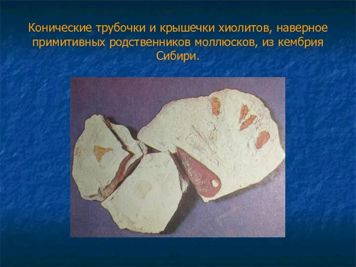 Конические трубочки и крышечки хиолитов, наверное примитивных родственников моллюсков, из кембрия Сибири.