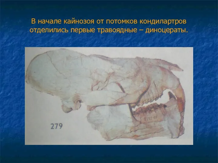 В начале кайнозоя от потомков кондилартров отделились первые травоядные – диноцераты.
