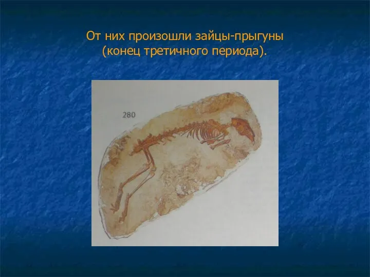 От них произошли зайцы-прыгуны (конец третичного периода).