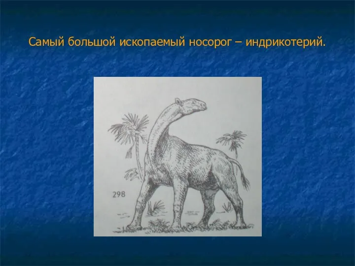 Самый большой ископаемый носорог – индрикотерий.