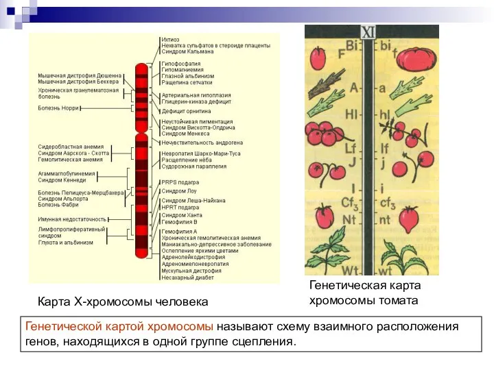 Карта X-хромосомы человека Генетическая карта хромосомы томата Генетической картой хромосомы называют