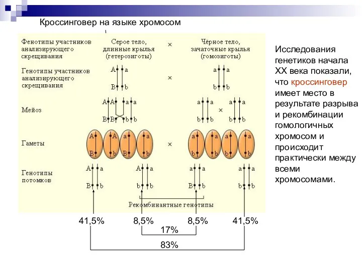 Кроссинговер на языке хромосом Исследования генетиков начала XX века показали, что