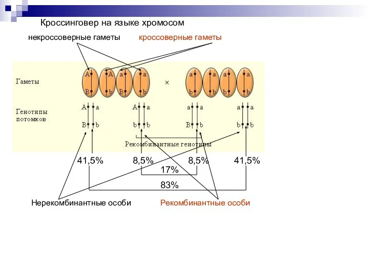 Кроссинговер на языке хромосом некроссоверные гаметы кроссоверные гаметы Нерекомбинантные особи Рекомбинантные особи